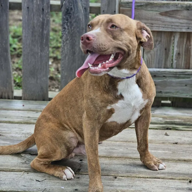 An adult medium-sized male Red / Chestnut / Orange Mixed Breed dog named Rosco for adoption in Pulaski, TN