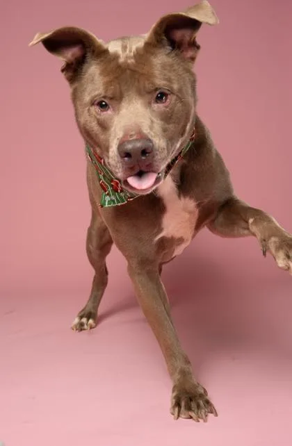 An adult medium-sized male Pit Bull Terrier dog named John for adoption in Atlanta, GA