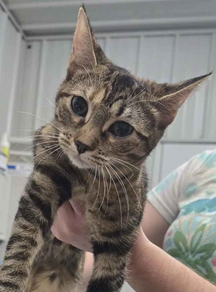 A baby medium-sized female Domestic Short Hair cat named Sonny for adoption in Hillsdale, IN