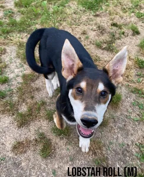 A baby medium-sized male Shepherd dog named Lobstah Roll for adoption in Pembroke, MA