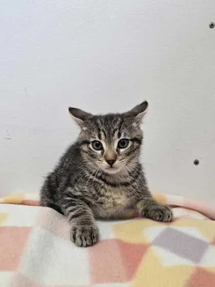 An adult small-sized male Domestic Short Hair cat named Cowabunga for adoption in Spruce Pine, NC