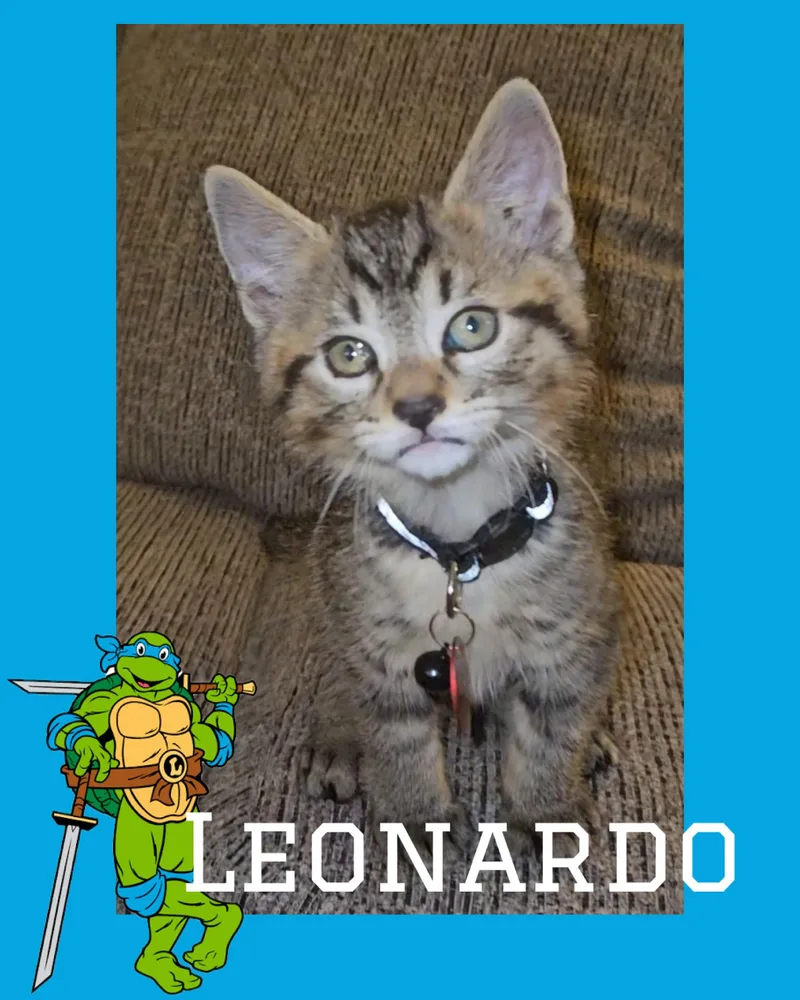 Leonardo thumbnail 3