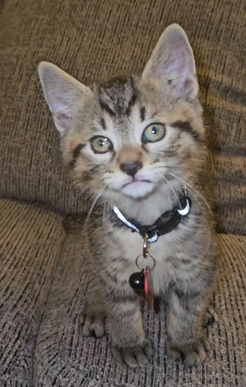 A baby medium-sized male Tabby (Buff / Tan / Fawn) Tabby cat named Leonardo for adoption in Pasco, WA