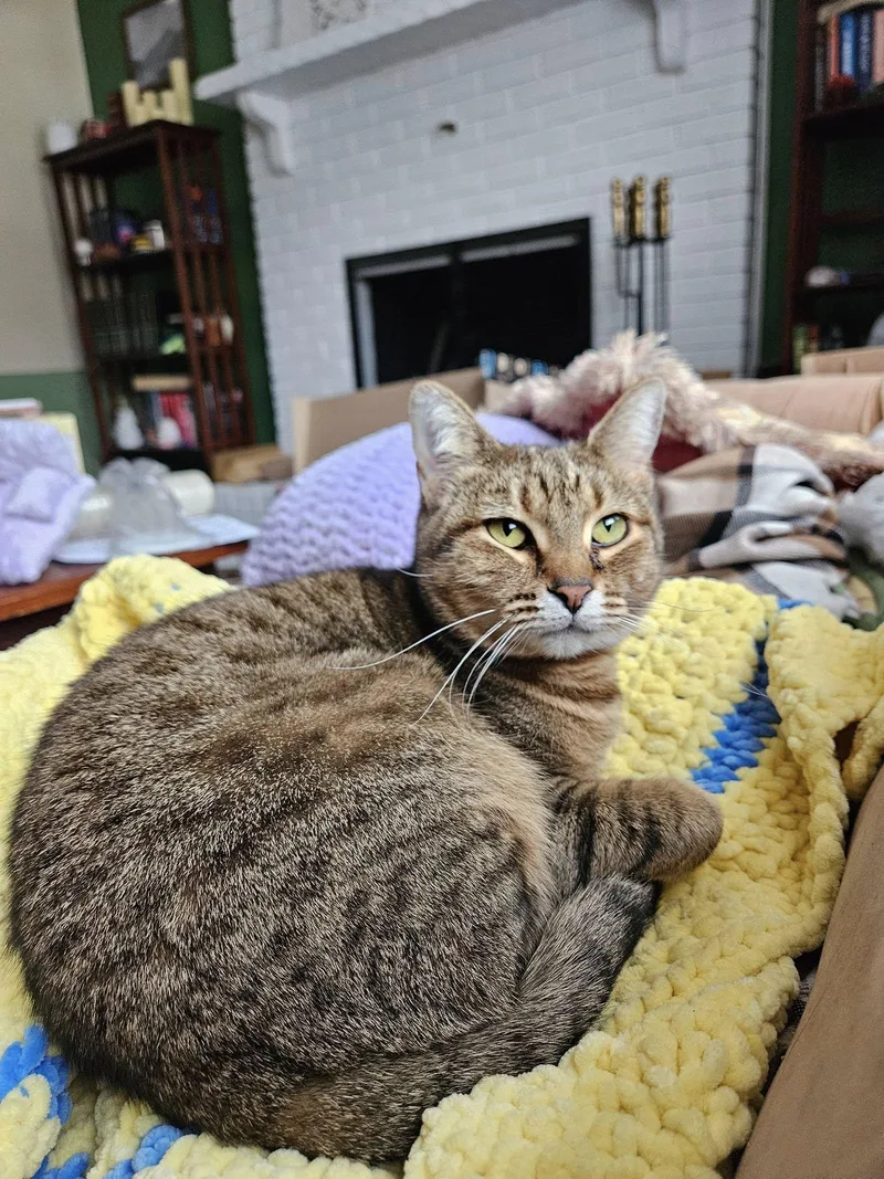 Pimento Cheese thumbnail 2