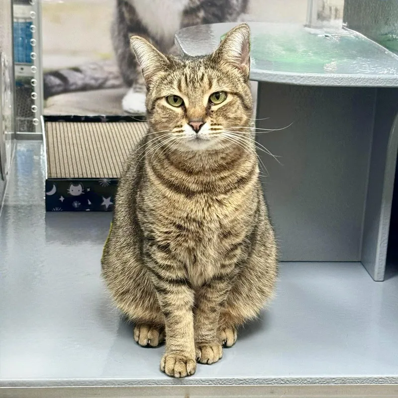 Pimento Cheese thumbnail 3