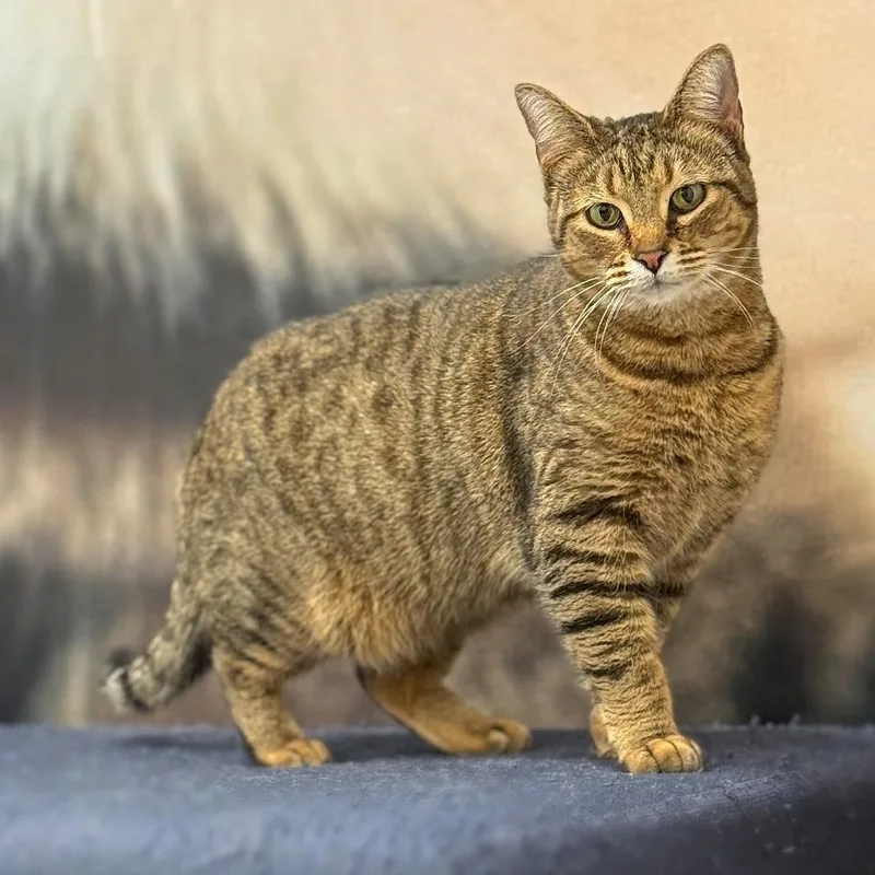 Pimento Cheese thumbnail 4