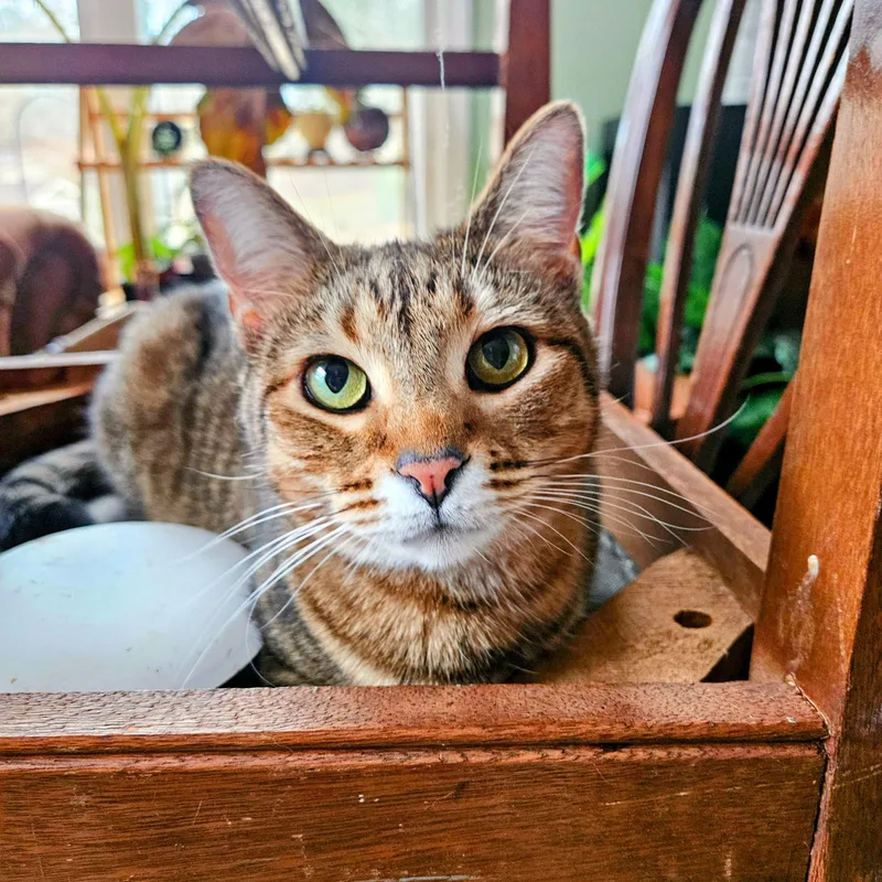 Pimento Cheese thumbnail 5