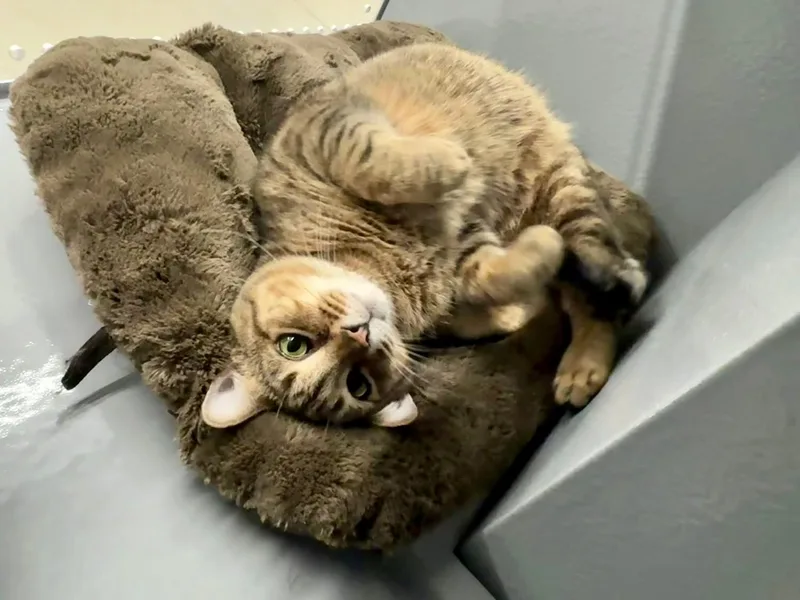 Pimento Cheese thumbnail 6