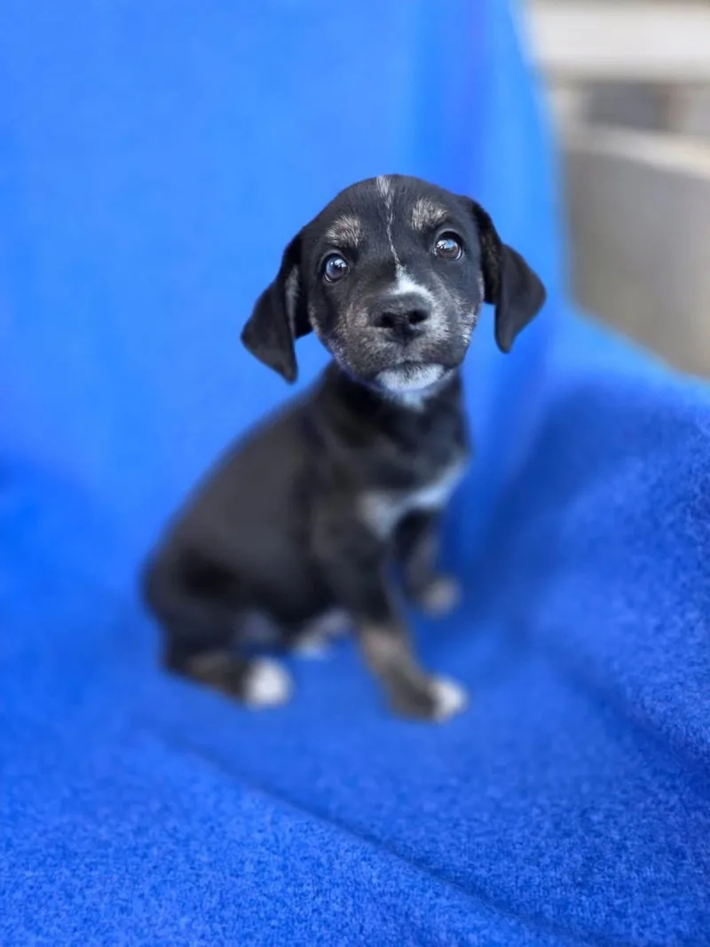 A baby medium-sized female Hound dog named Pony for adoption in Orland Park, IL