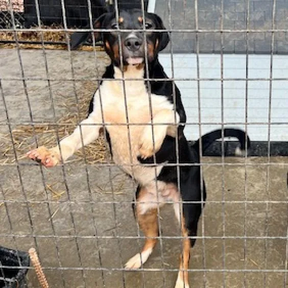 An adult medium-sized male Black Rat Terrier dog named Rubble for adoption in Wilmington, DE