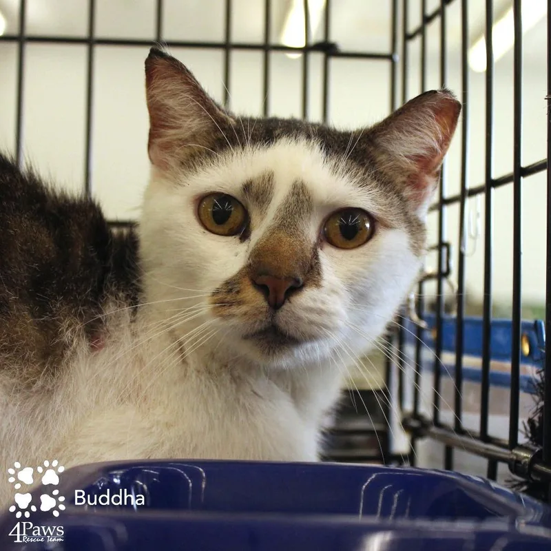 A senior small-sized male Brown / Chocolate Domestic Short Hair cat named Buddha McCracken for adoption in Merrifield, VA
