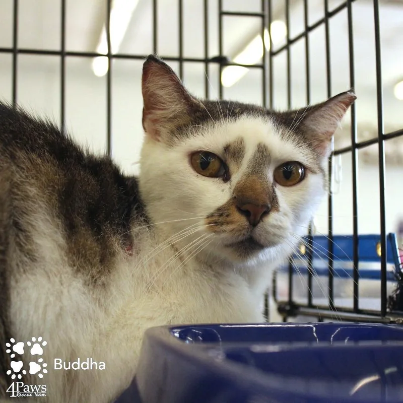 Buddha McCracken thumbnail 2