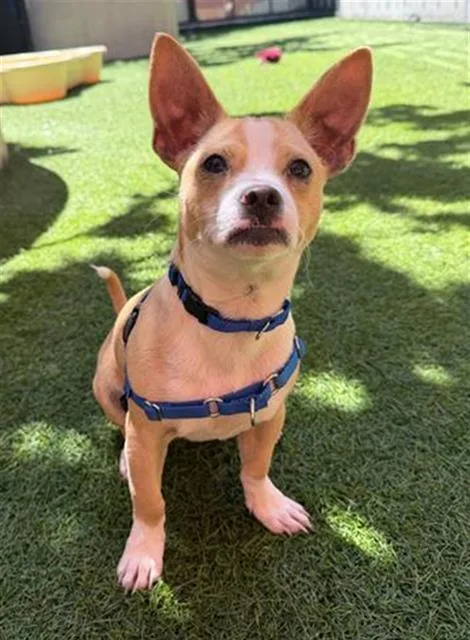 A baby small-sized male Chihuahua dog named Pacman for adoption in San Francisco, CA