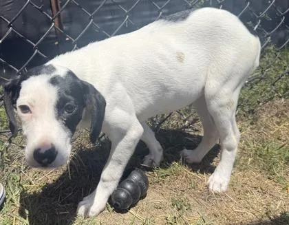 A baby small-sized female Hound dog named Blossom for adoption in Conway, SC