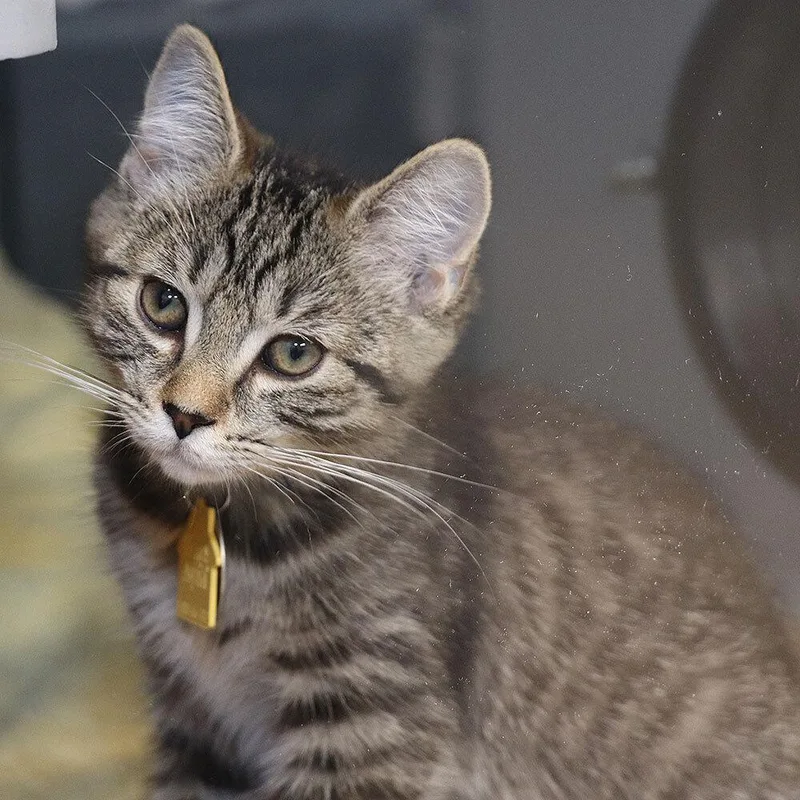 A baby small-sized male Domestic Short Hair cat named Wiggles for adoption in Port Washington, NY