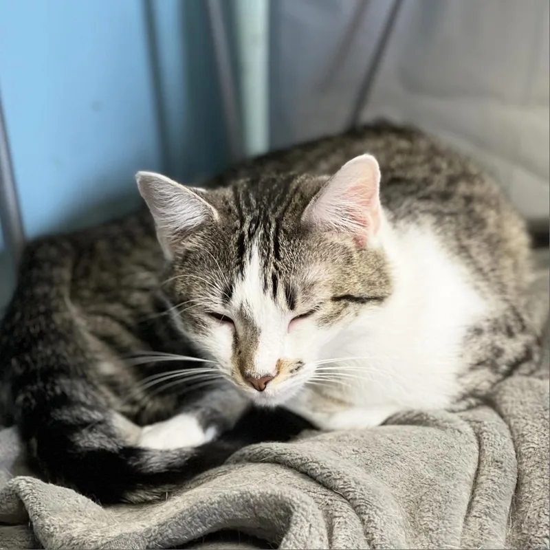 Mauna Loa thumbnail 2