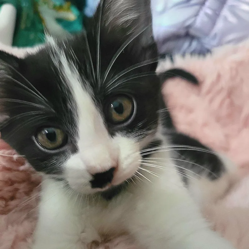 A baby small-sized female White Domestic Short Hair cat named Apple for adoption in Edwardsville, IL