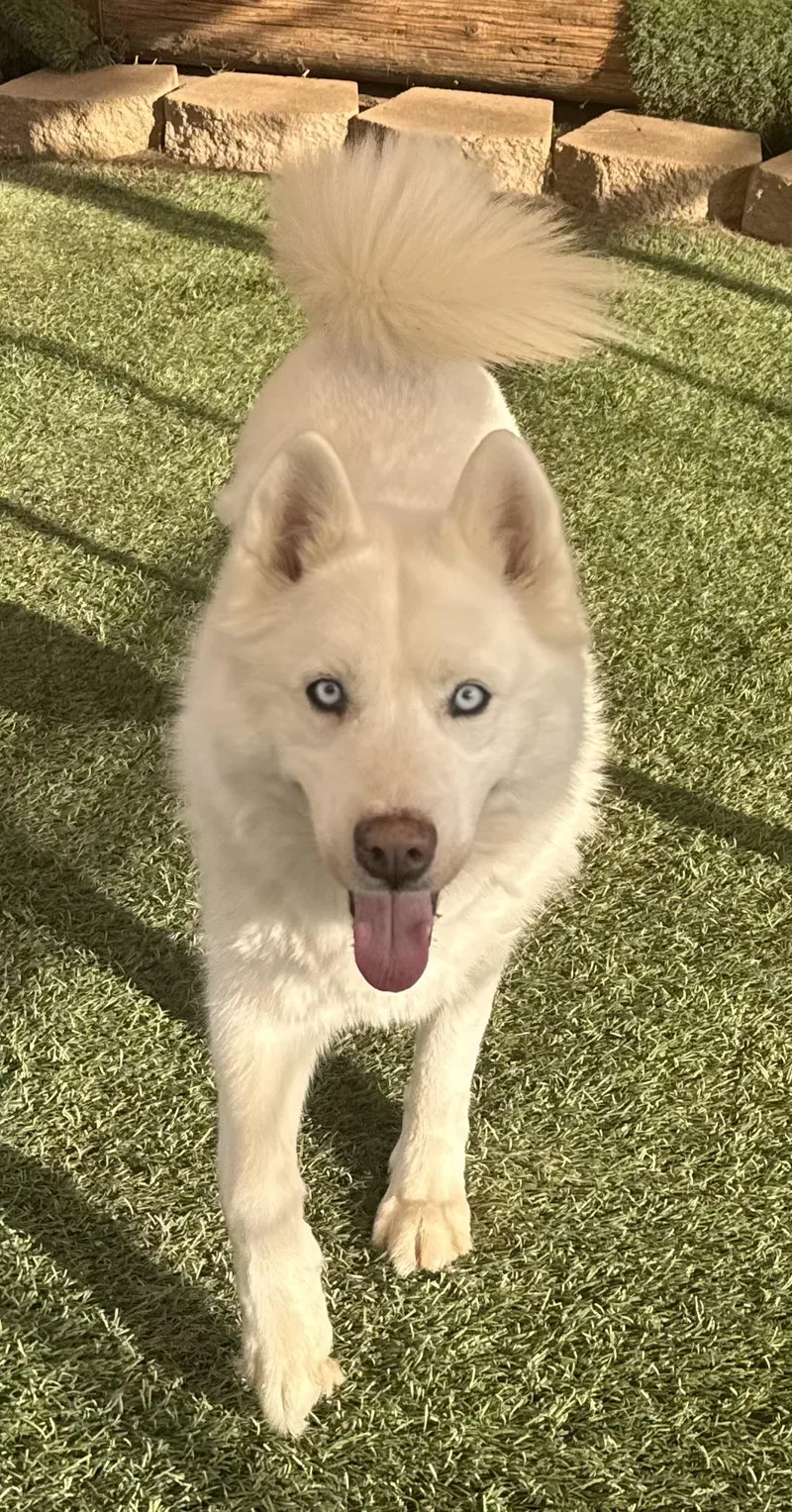 An adult medium-sized male White / Cream Siberian Husky dog named Aspen Chewy for adoption in Sumter, SC