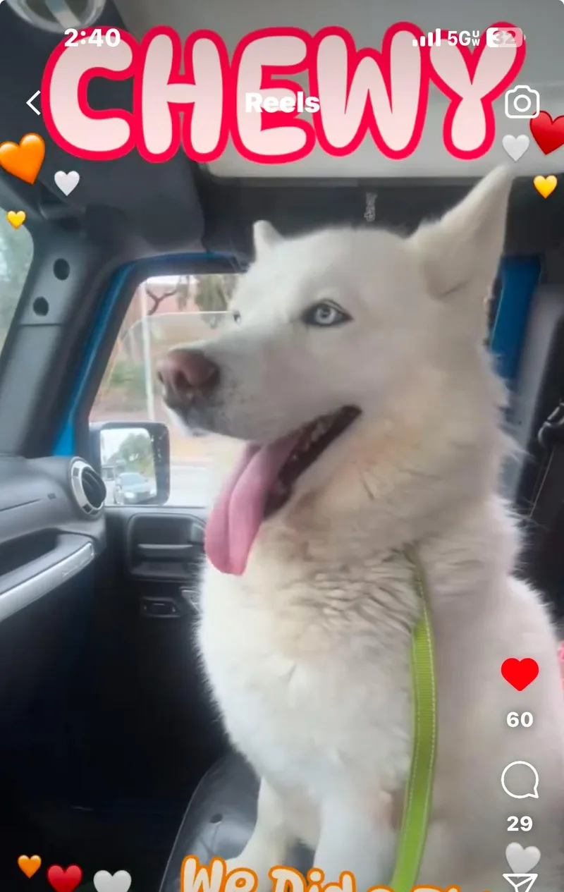 Aspen Chewy thumbnail 2