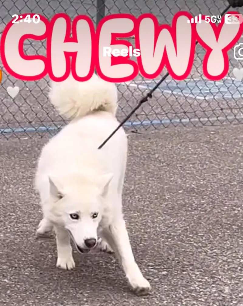 Aspen Chewy thumbnail 3