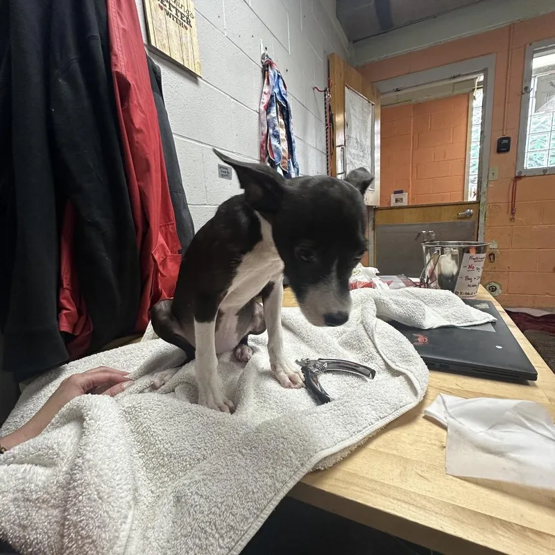 A baby small-sized female Black Pit Bull Terrier dog named Marissa for adoption in Austin, TX