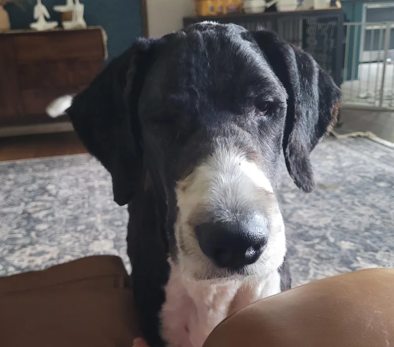 An adult large-sized male Border Collie dog named Scout for adoption in Catlettsburg, KY