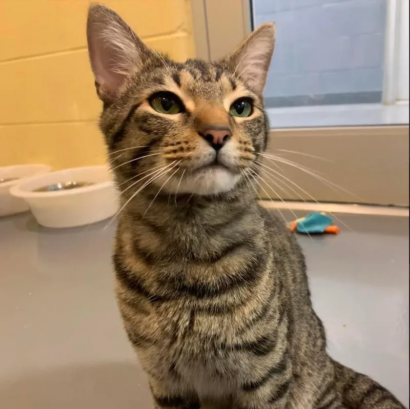 An adult medium-sized male Domestic Short Hair cat named Klaus for adoption in South Bend, IN