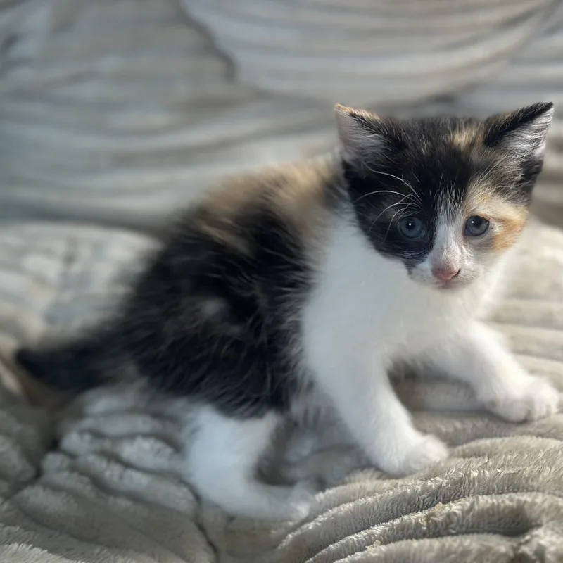 A baby small-sized female Calico Domestic Medium Hair cat named Callie for adoption in San Saba, TX
