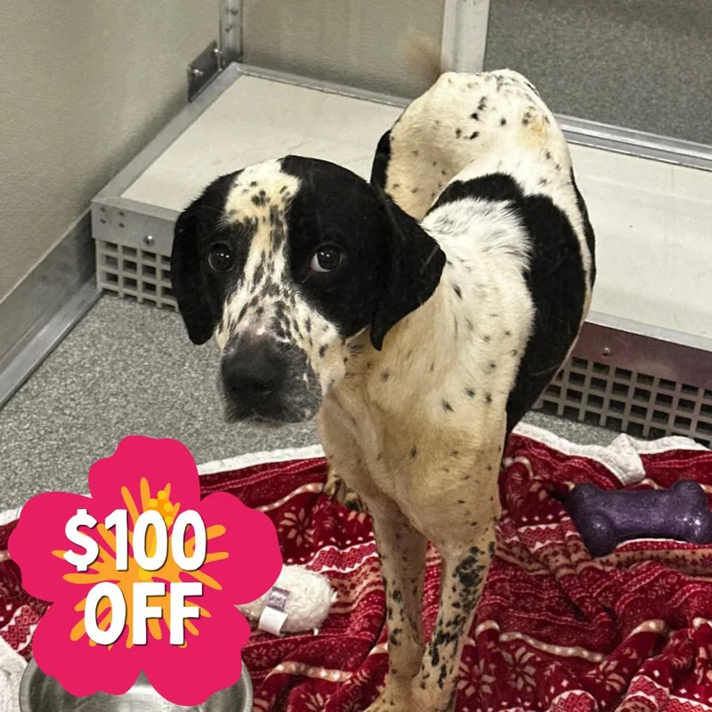 An adult medium-sized female White / Cream Mixed Breed dog named Freya for adoption in Hinsdale, IL