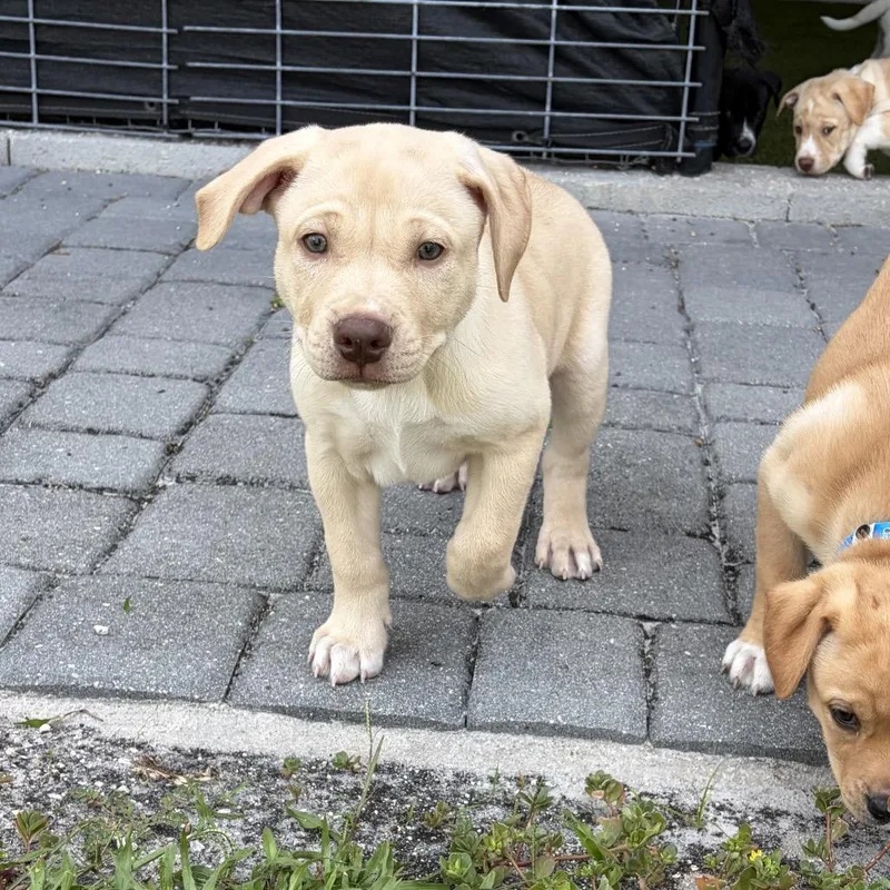A baby medium-sized male Yellow / Tan / Blond / Fawn Labrador Retriever dog named Dingo for adoption in Wellington, FL