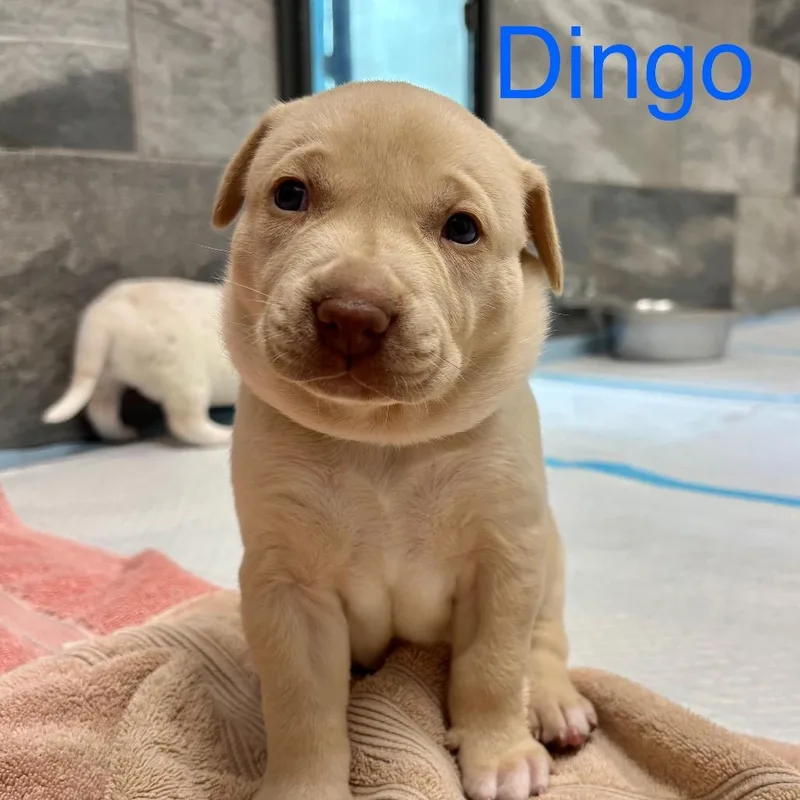 Dingo thumbnail 2