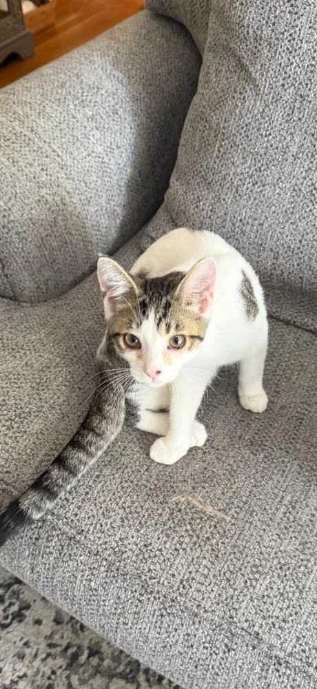 A baby small-sized male Black & White / Tuxedo Domestic Short Hair cat named Calvin for adoption in Elyria, OH