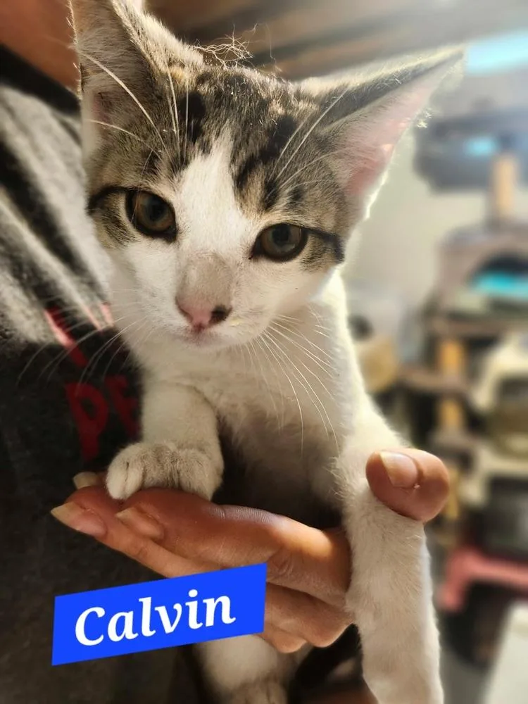 Calvin thumbnail 2