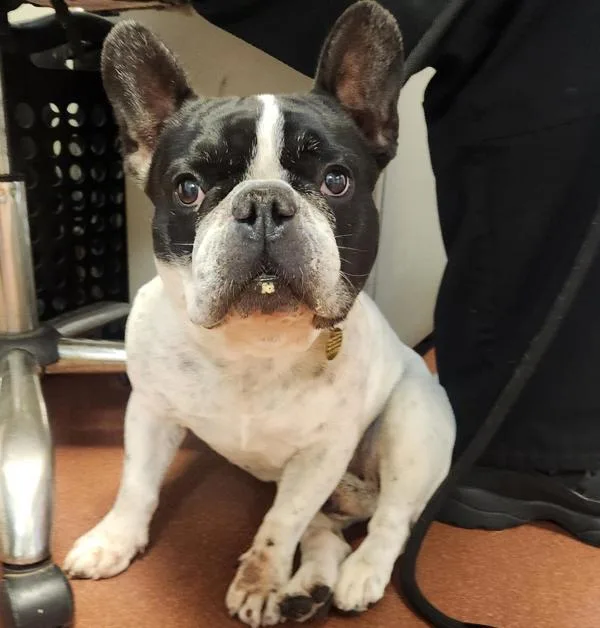 An adult medium-sized male French Bulldog dog named Louie for adoption in Oakland, CA