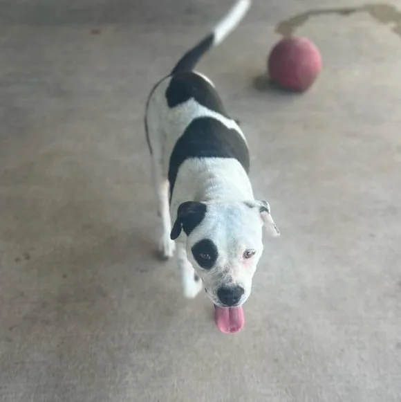 Pebbles thumbnail 3