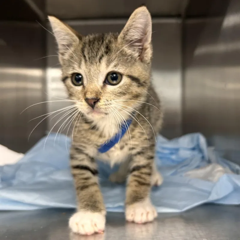 A baby small-sized male Brown / Chocolate Domestic Short Hair cat named Dexter for adoption in San Gabriel, CA