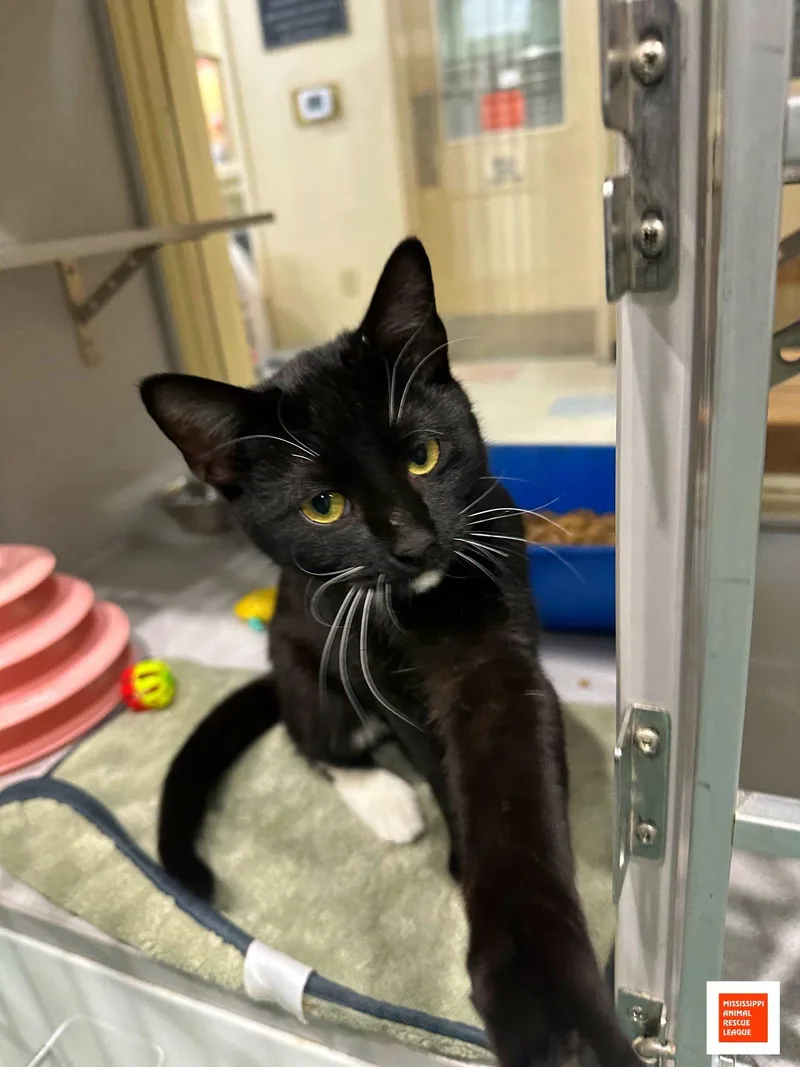 A young medium-sized male Black & White / Tuxedo Domestic Short Hair cat named Armani for adoption in Jackson, MS