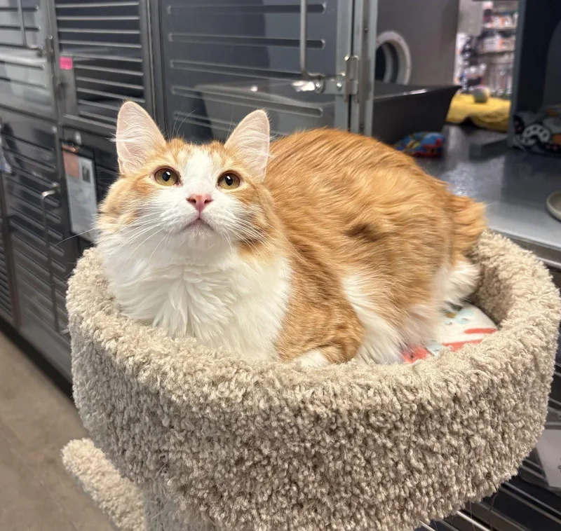 A baby medium-sized male Domestic Medium Hair cat named Hennessy for adoption in Glendale, AZ