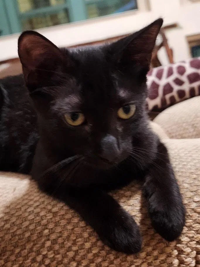 A baby small-sized female Domestic Short Hair cat named Raven for adoption in New Braunfels, TX