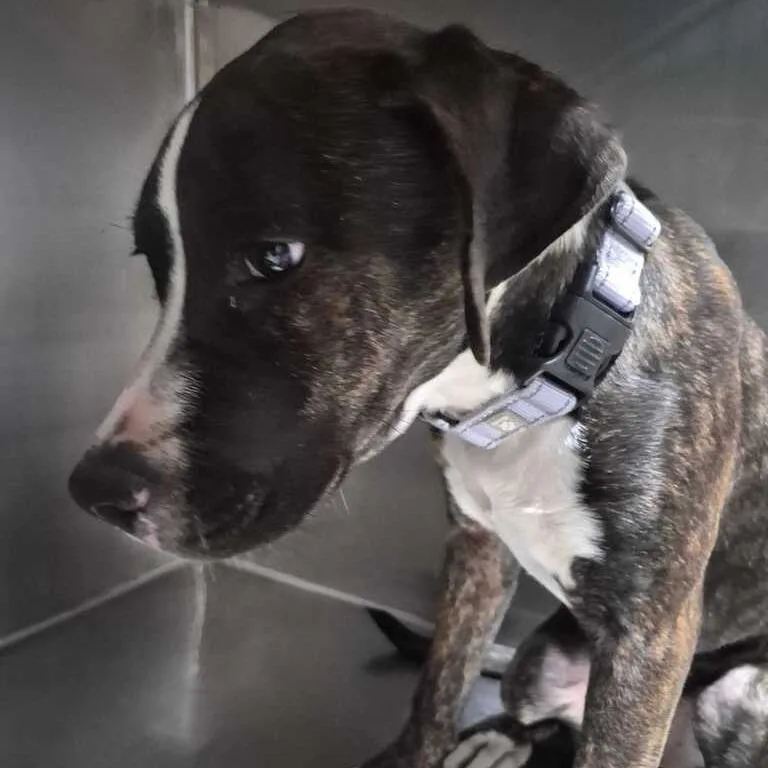 A young medium-sized female Mixed Breed dog named Hi Kevin for adoption in Davenport, IA