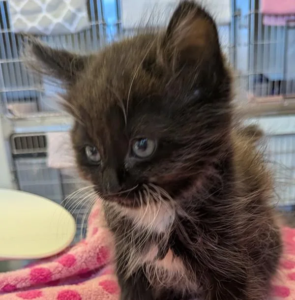 A baby medium-sized female Domestic Medium Hair cat named Emberlyn for adoption in Dublin, CA
