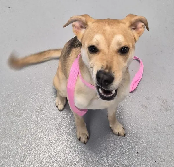 A young large-sized female Labrador Retriever dog named Pen  Cutie for adoption in Lawrenceville, GA