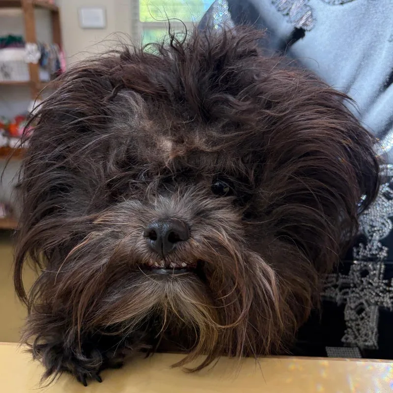An adult small-sized male Black Mixed Breed dog named 71127 for adoption in Harrisonburg, VA