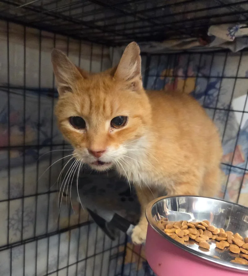 A senior medium-sized male Domestic Short Hair cat named Crush for adoption in Parkville, MD