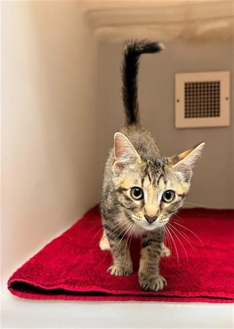 A baby small-sized female Domestic Short Hair cat named Toph for adoption in Statesville, NC