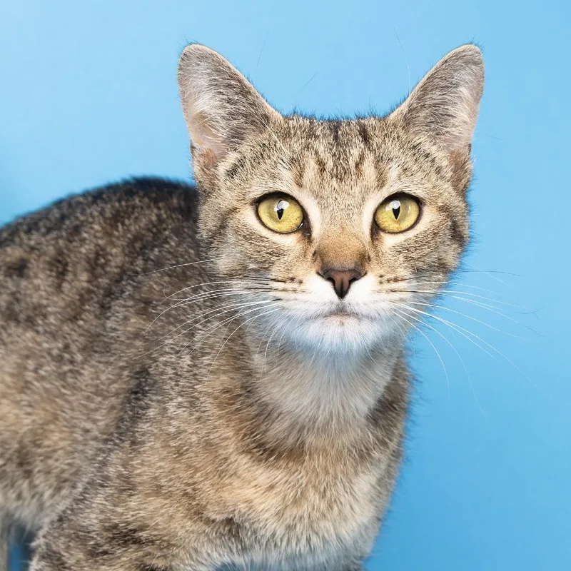A young medium-sized female Brown / Chocolate Domestic Short Hair cat named Margarita for adoption in Franklin, TN