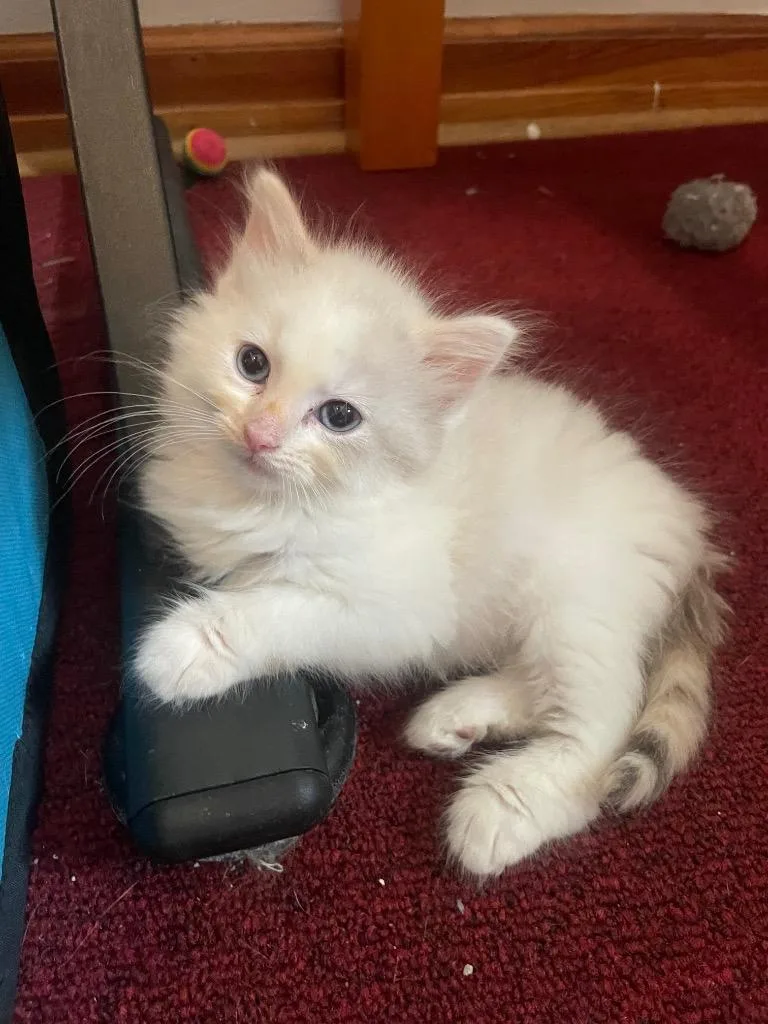 A baby medium-sized female Siamese cat named Egg for adoption in Johnson City, TN