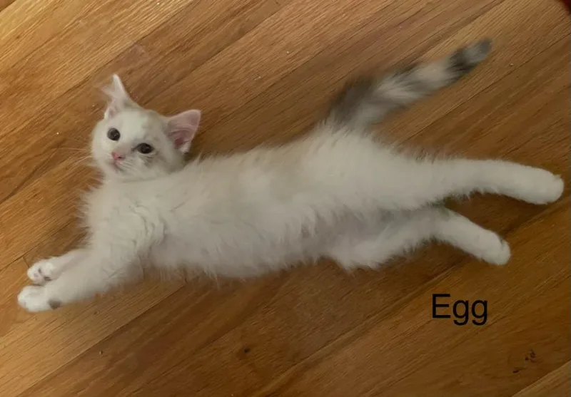 Egg thumbnail 2