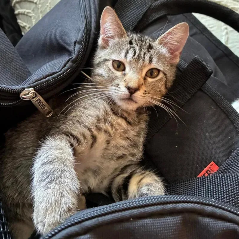 A baby medium-sized female Domestic Short Hair cat named Angel for adoption in HUNTINGTON BEACH, CA