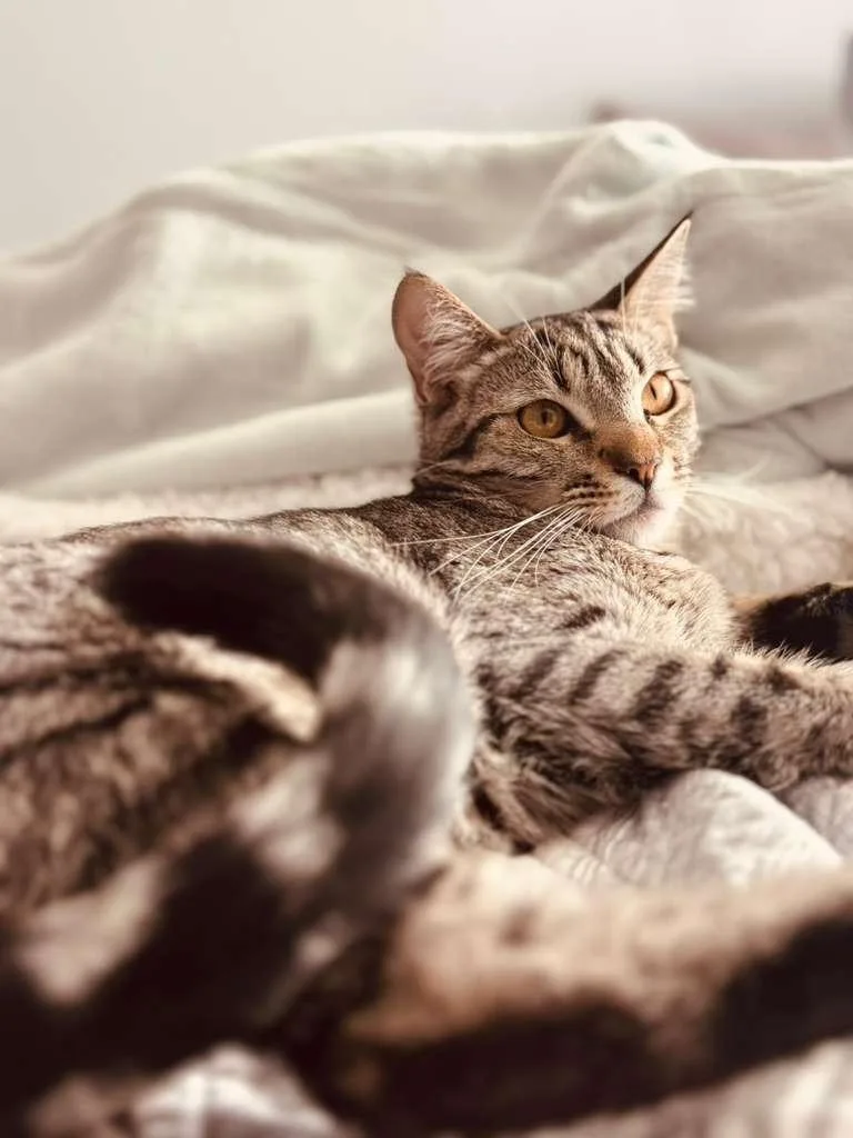 Angel thumbnail 2